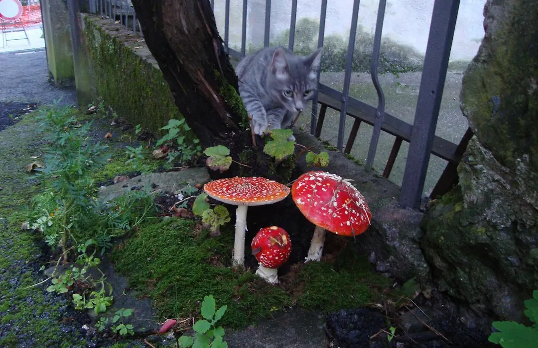 Profum Di Bosc-1