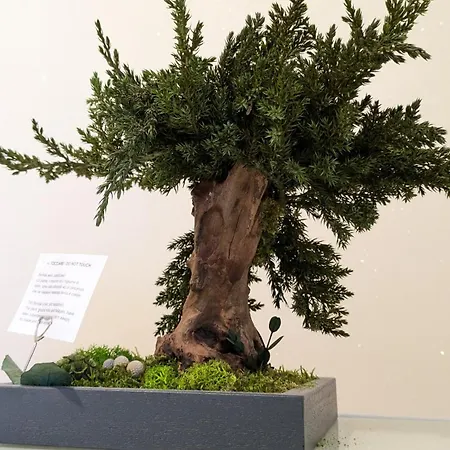 Bonsai Bed & Breakfast-2